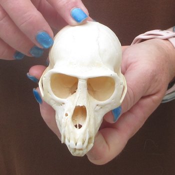 A-Grade 4" Male African Vervet Monkey Skull  (CITES P-000044854)