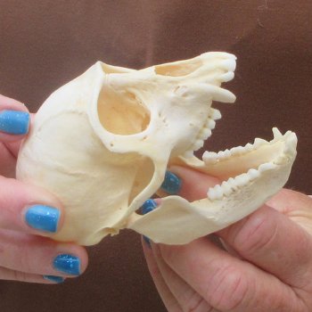 A-Grade 4" Male African Vervet Monkey Skull  (CITES P-000044854)
