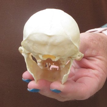 A-Grade 4" Male African Vervet Monkey Skull  (CITES P-000044854)