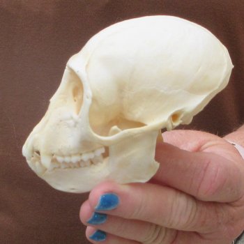 A-Grade 4" Male African Vervet Monkey Skull  (CITES P-000044854)