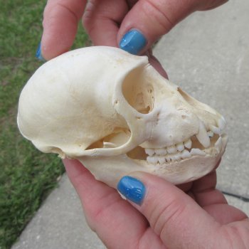 A-Grade 4" Male African Vervet Monkey Skull  (CITES P-000044854)