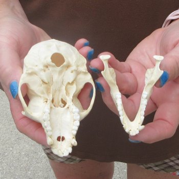 A-Grade 4" Male African Vervet Monkey Skull  (CITES P-000044854)