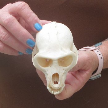 B-Grade 4-1/4" Male African Vervet Monkey Skull  (CITES P-000044854)