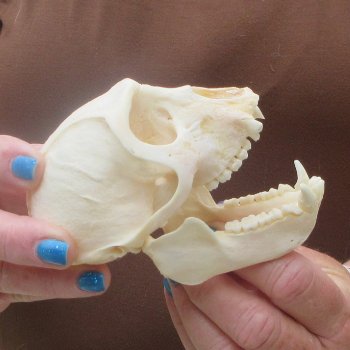 B-Grade 4-1/4" Male African Vervet Monkey Skull  (CITES P-000044854)