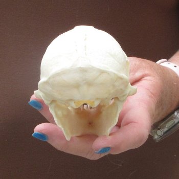 B-Grade 4-1/4" Male African Vervet Monkey Skull  (CITES P-000044854)