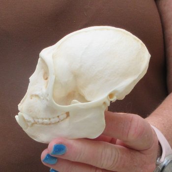 B-Grade 4-1/4" Male African Vervet Monkey Skull  (CITES P-000044854)