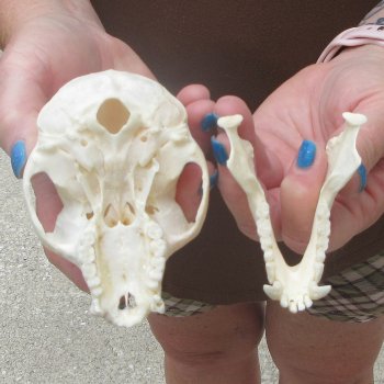 B-Grade 4-1/4" Male African Vervet Monkey Skull  (CITES P-000044854)