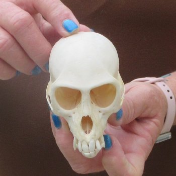 3-3/4" A-Grade Female African Vervet Monkey Skull  (CITES P-000044854)
