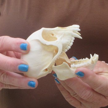 3-3/4" A-Grade Female African Vervet Monkey Skull  (CITES P-000044854)