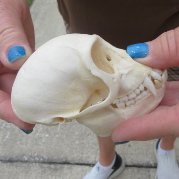 3-3/4" A-Grade Female African Vervet Monkey Skull  (CITES P-000044854)