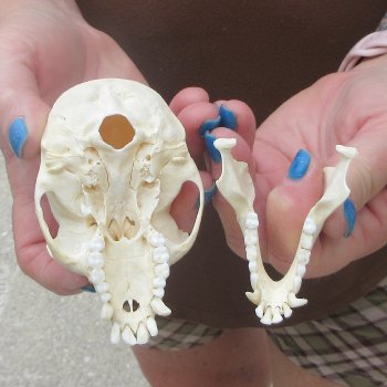 3-3/4" A-Grade Female African Vervet Monkey Skull  (CITES P-000044854)