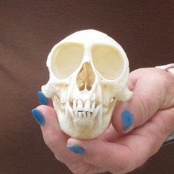 4" B-Grade Fem...