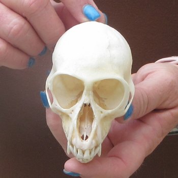 4" B-Grade Female African Vervet Monkey Skull  (CITES P-000044854)