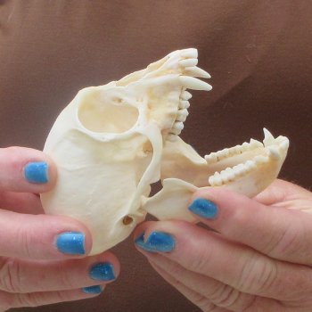 4" B-Grade Female African Vervet Monkey Skull  (CITES P-000044854)
