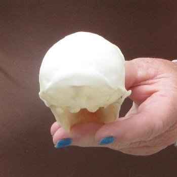 4" B-Grade Female African Vervet Monkey Skull  (CITES P-000044854)
