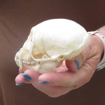 4" B-Grade Female African Vervet Monkey Skull  (CITES P-000044854)