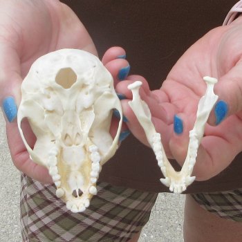 4" B-Grade Female African Vervet Monkey Skull  (CITES P-000044854)