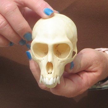 4" A-Grade Female African Vervet Monkey Skull  (CITES P-000044854)