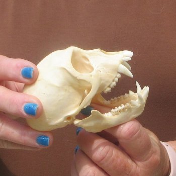 4" A-Grade Female African Vervet Monkey Skull  (CITES P-000044854)