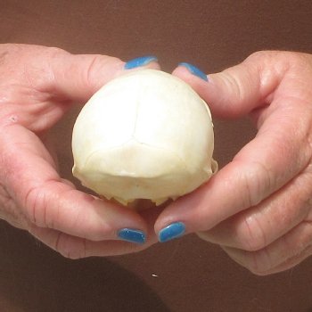 4" A-Grade Female African Vervet Monkey Skull  (CITES P-000044854)