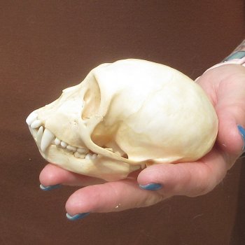 4" A-Grade Female African Vervet Monkey Skull  (CITES P-000044854)