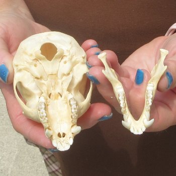 4" A-Grade Female African Vervet Monkey Skull  (CITES P-000044854)