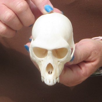 4" A-Grade Female African Vervet Monkey Skull  (CITES P-000044854)