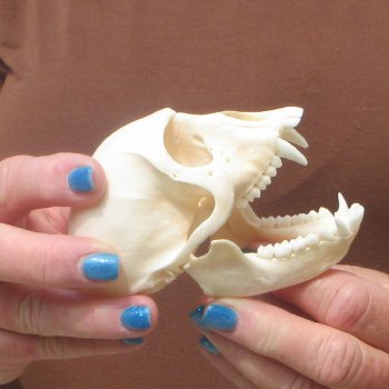 4" A-Grade Female African Vervet Monkey Skull  (CITES P-000044854)