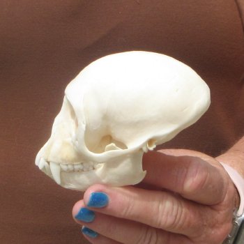 4" A-Grade Female African Vervet Monkey Skull  (CITES P-000044854)