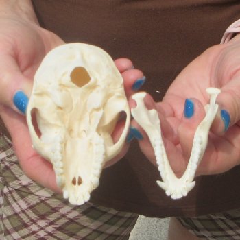 4" A-Grade Female African Vervet Monkey Skull  (CITES P-000044854)
