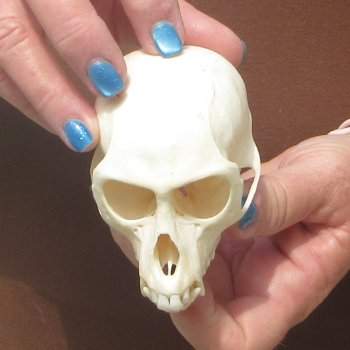 3-3/4" A-Grade Female African Vervet Monkey Skull  (CITES P-000044854)