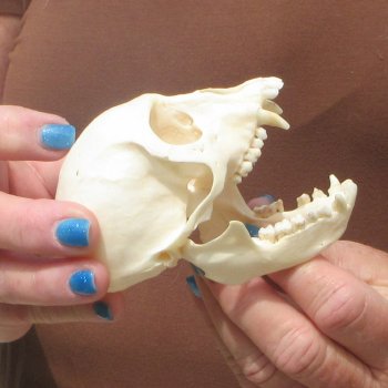 3-3/4" A-Grade Female African Vervet Monkey Skull  (CITES P-000044854)