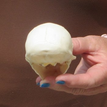 3-3/4" A-Grade Female African Vervet Monkey Skull  (CITES P-000044854)