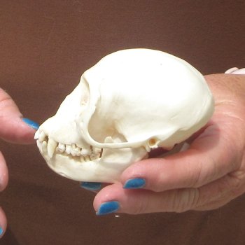 3-3/4" A-Grade Female African Vervet Monkey Skull  (CITES P-000044854)