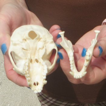 3-3/4" A-Grade Female African Vervet Monkey Skull  (CITES P-000044854)