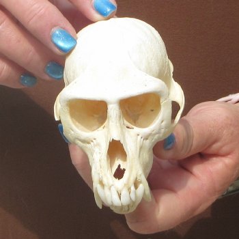 B-Grade 4-1/4" Male African Vervet Monkey Skull  (CITES P-000044854)