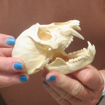 B-Grade 4-1/4" Male African Vervet Monkey Skull  (CITES P-000044854)