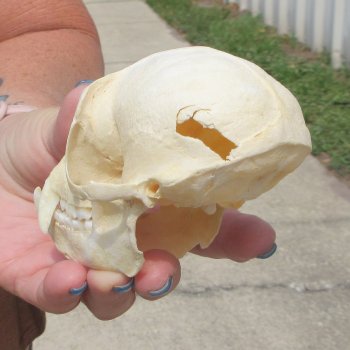 B-Grade 4-1/4" Male African Vervet Monkey Skull  (CITES P-000044854)