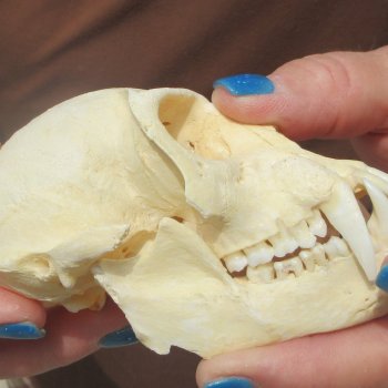 B-Grade 4-1/4" Male African Vervet Monkey Skull  (CITES P-000044854)