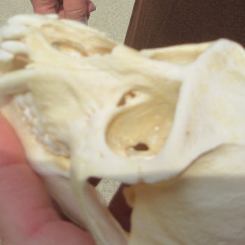 B-Grade 4-1/4" Male African Vervet Monkey Skull  (CITES P-000044854)