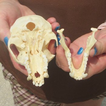B-Grade 4-1/4" Male African Vervet Monkey Skull  (CITES P-000044854)