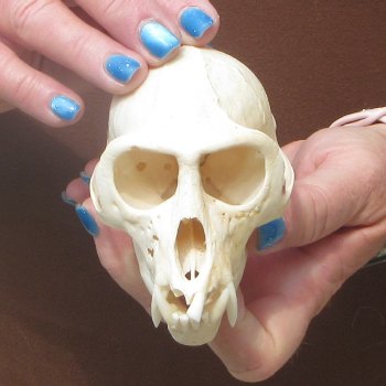 B-Grade 4" Male African Vervet Monkey Skull  (CITES P-000044854)
