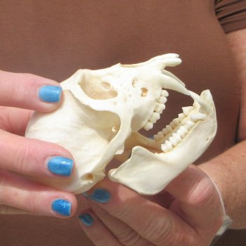 B-Grade 4" Male African Vervet Monkey Skull  (CITES P-000044854)