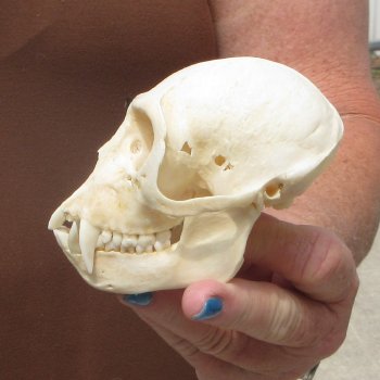 B-Grade 4" Male African Vervet Monkey Skull  (CITES P-000044854)