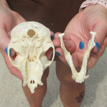 B-Grade 4" Male African Vervet Monkey Skull  (CITES P-000044854)