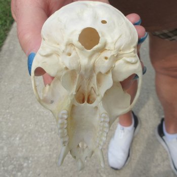 B-Grade 4" Male African Vervet Monkey Skull  (CITES P-000044854)
