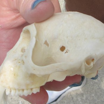 B-Grade 4" Male African Vervet Monkey Skull  (CITES P-000044854)