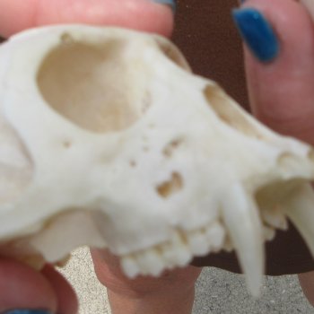 B-Grade 4" Male African Vervet Monkey Skull  (CITES P-000044854)