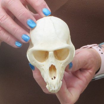 B-Grade 4-1/4" Male African Vervet Monkey Skull  (CITES P-000044854)