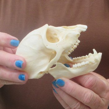B-Grade 4-1/4" Male African Vervet Monkey Skull  (CITES P-000044854)